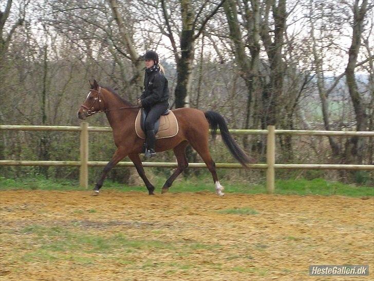 Arabisk fuldblod (OX) Lady Santana - min datter på ridebane hos naboen. billede 5