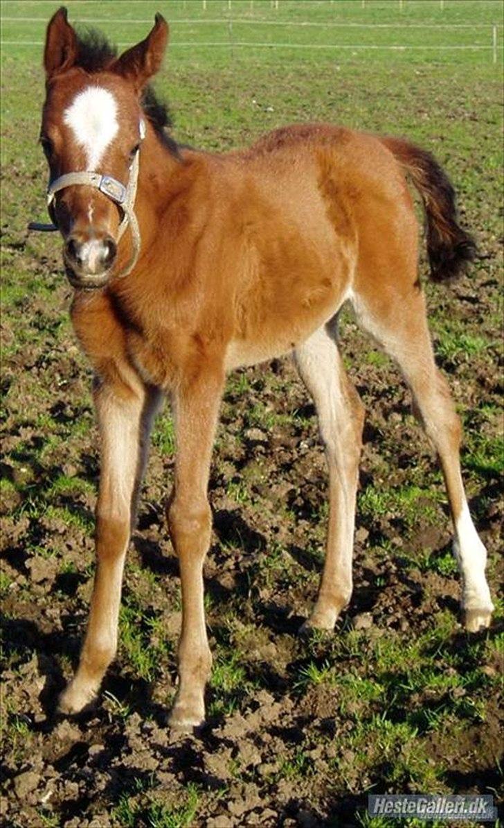 Arabisk fuldblod (OX) Lady Santana - Lille nuttet Santana som følle (: billede 13