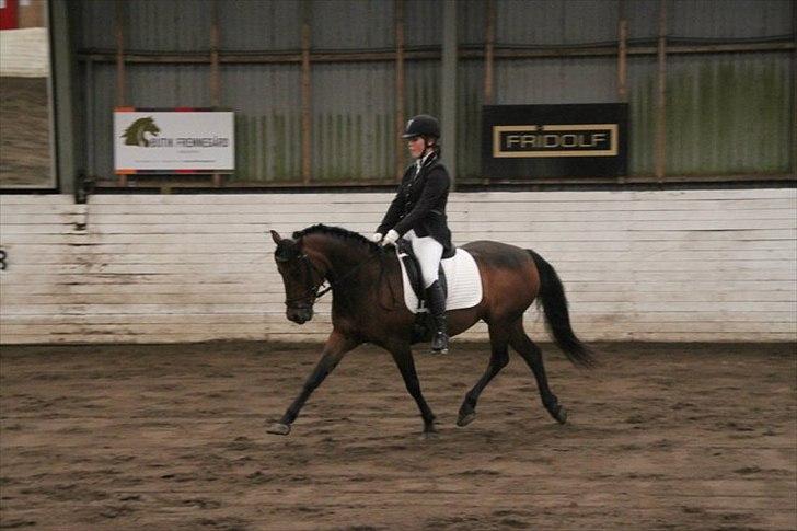 Connemara Camellia B-pony billede 10