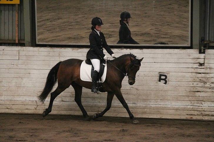 Connemara Camellia B-pony billede 12