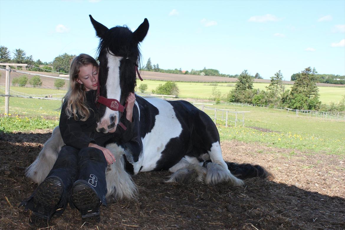 Irish Cob Bam Bam - Sidder mellem hendes forben :') billede 5