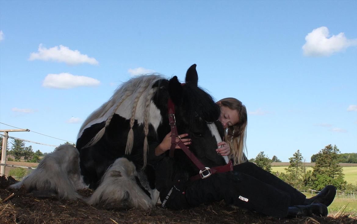 Irish Cob Bam Bam - I love you.. billede 7