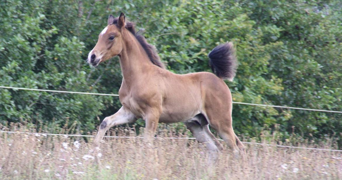 Arabisk fuldblod (OX) Shah El Manox billede 5