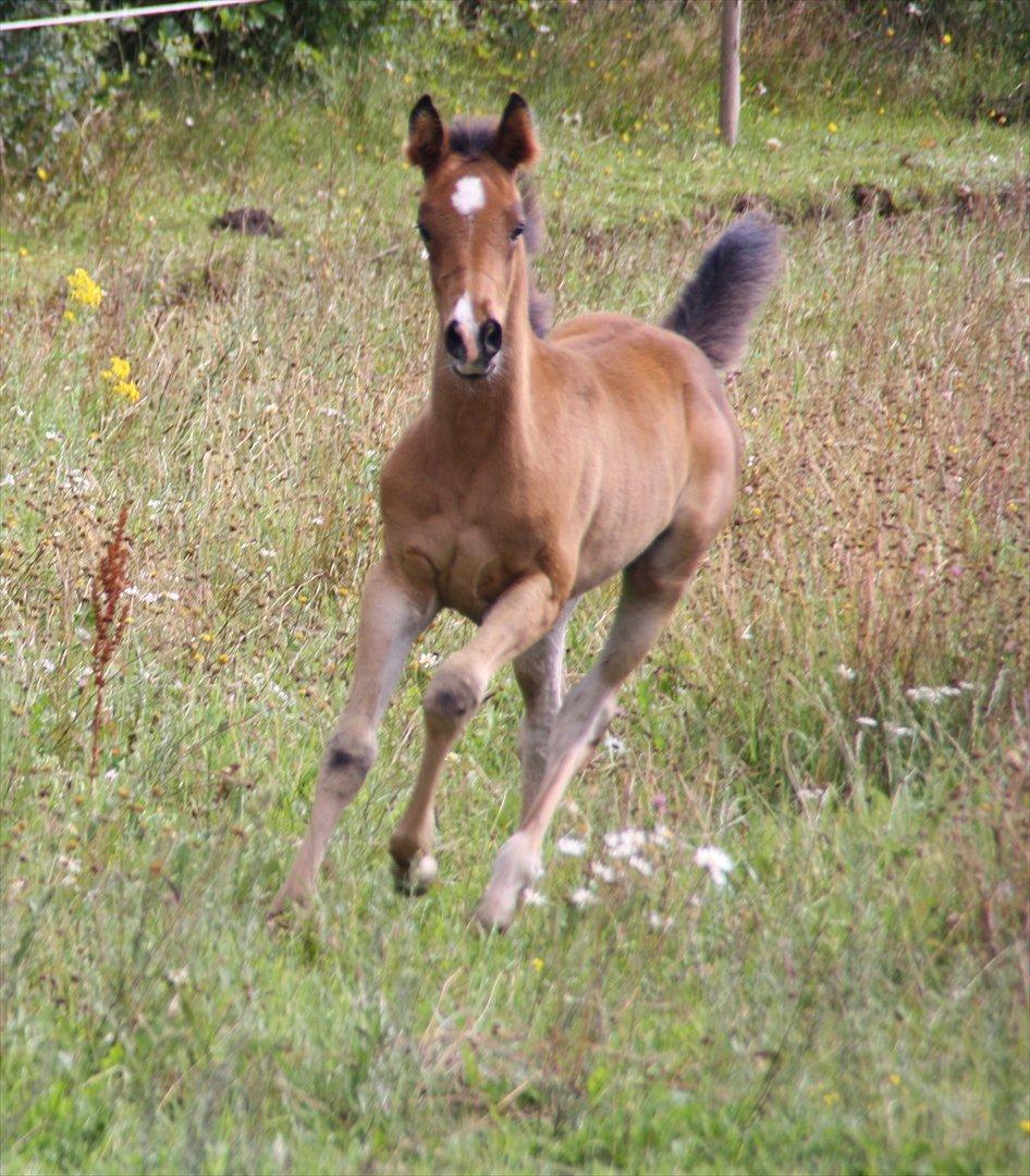 Arabisk fuldblod (OX) Shah El Manox billede 6