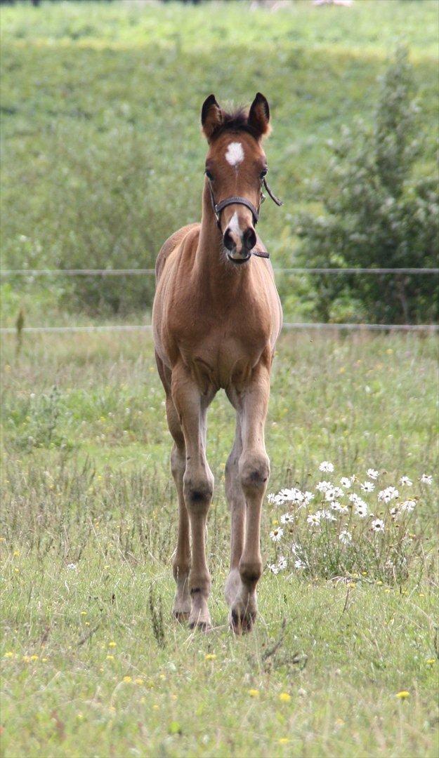 Arabisk fuldblod (OX) Shah El Manox billede 1
