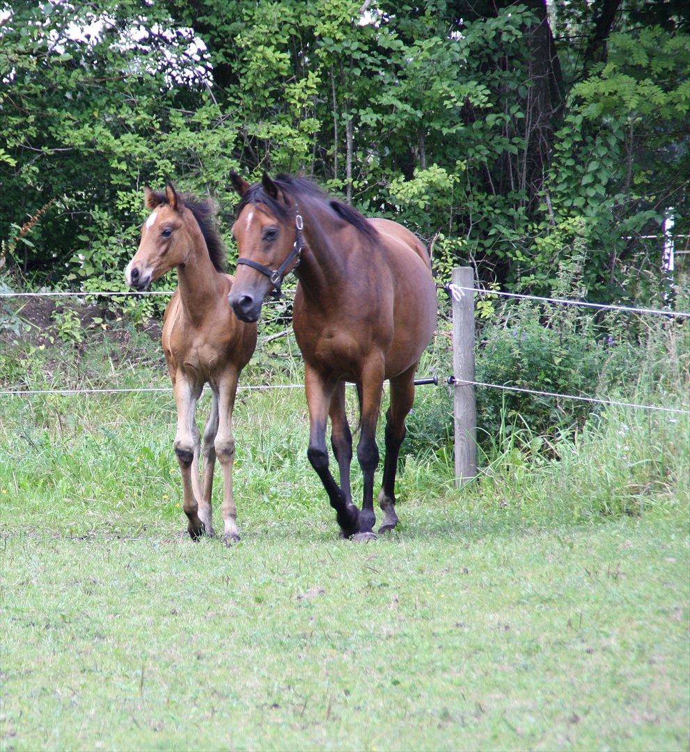 Arabisk fuldblod (OX) Shah El Manox billede 7