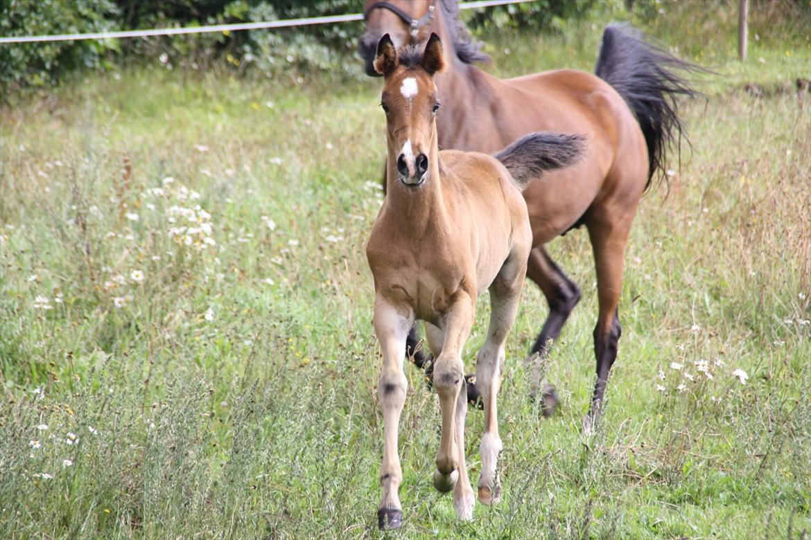 Arabisk fuldblod (OX) Shah El Manox billede 8