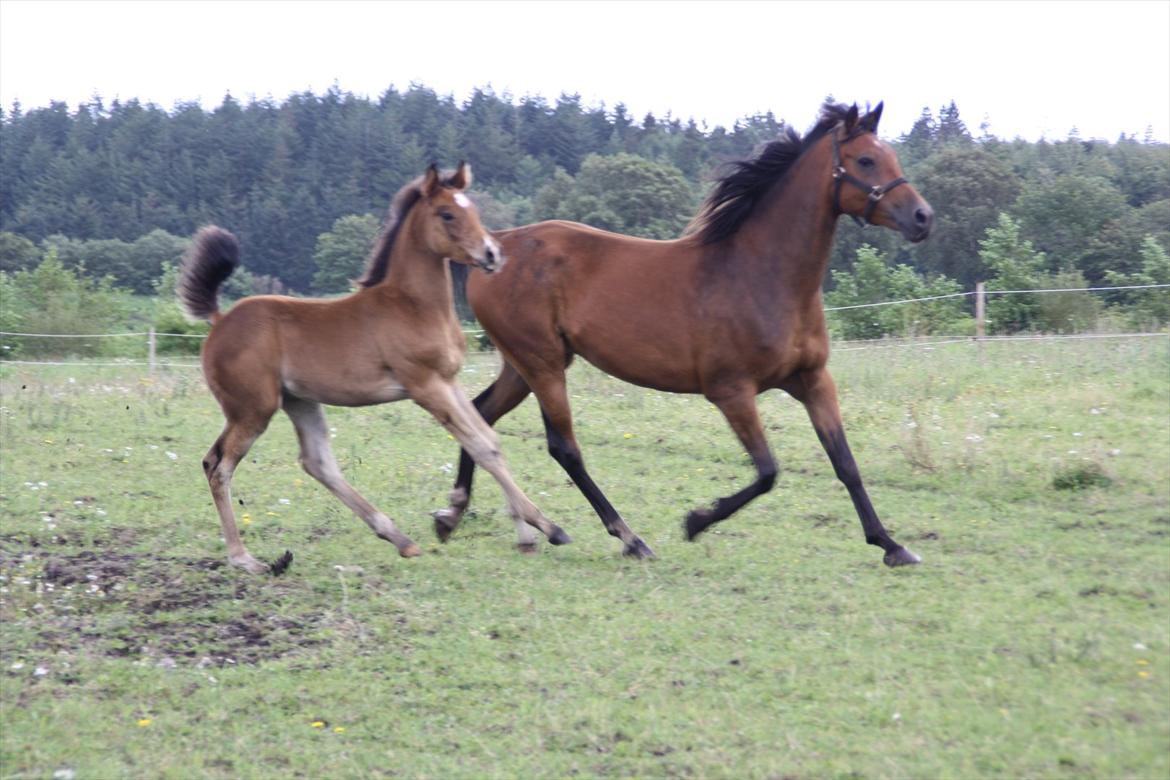 Arabisk fuldblod (OX) Shah El Manox billede 10