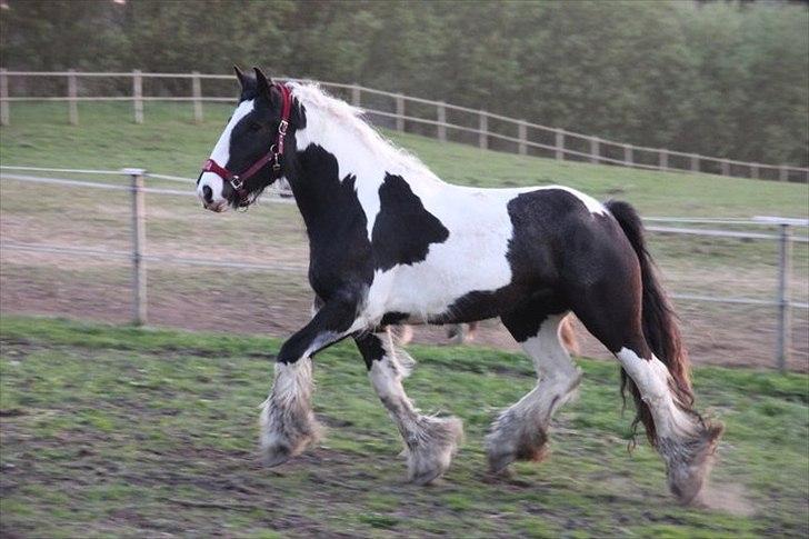 Irish Cob Bam Bam - Flot tøs! :D billede 10