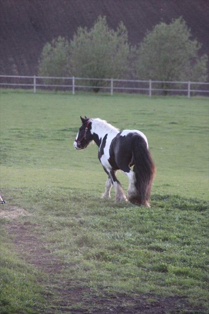 Irish Cob Bam Bam - go' tur smukke! ^^' billede 12
