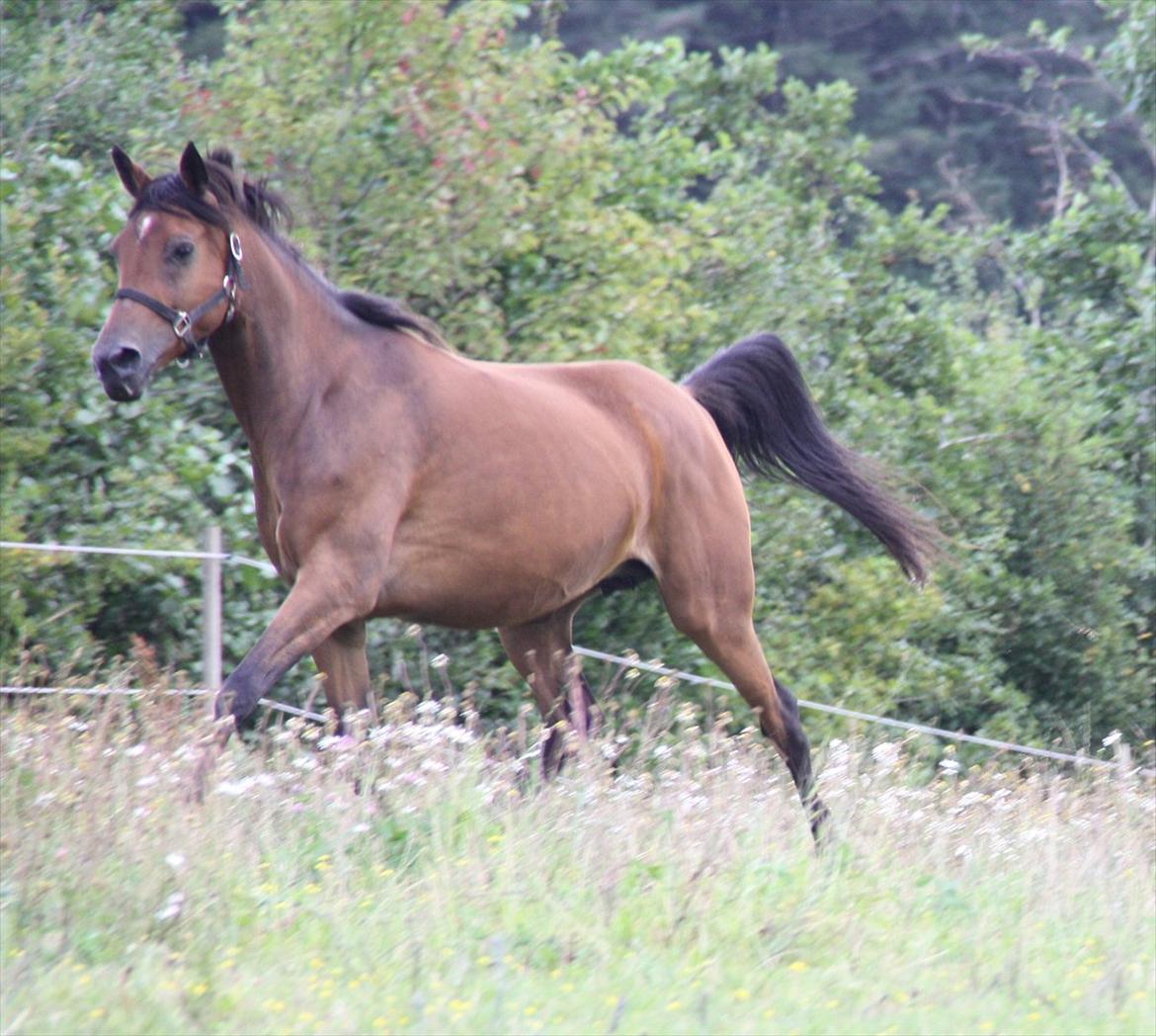 Arabisk fuldblod (OX) Majona By Marahepa billede 9