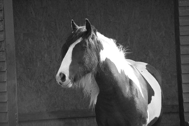 Irish Cob Bam Bam - She is a beauty :D billede 4