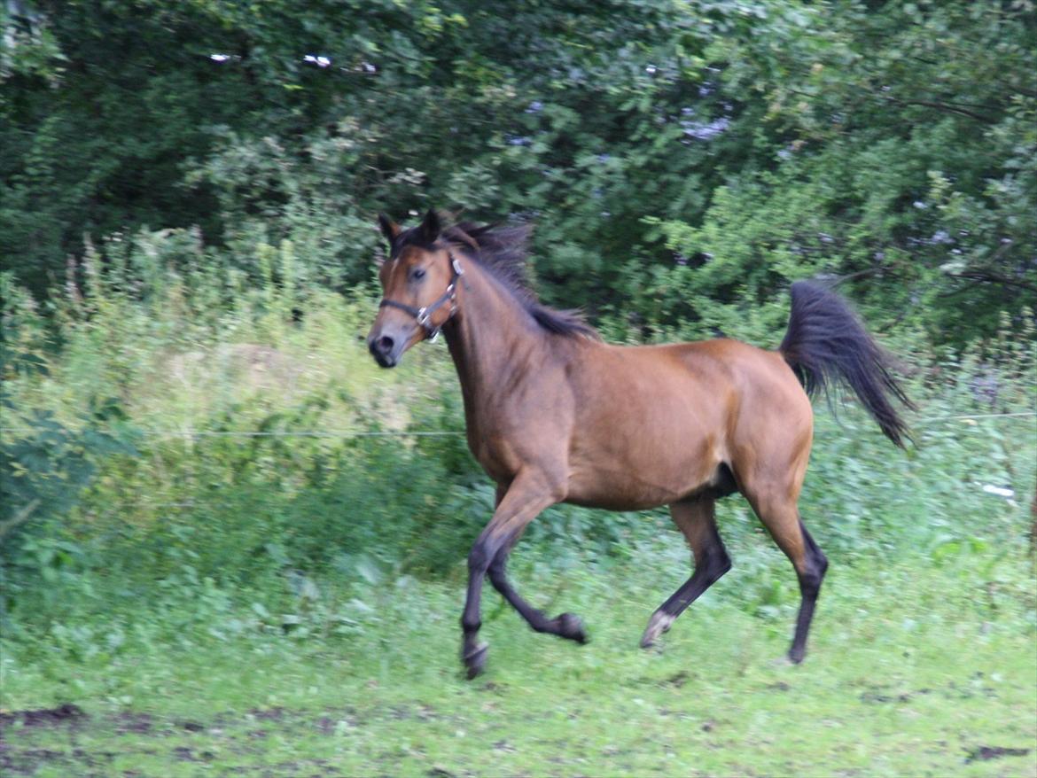 Arabisk fuldblod (OX) Majona By Marahepa billede 10