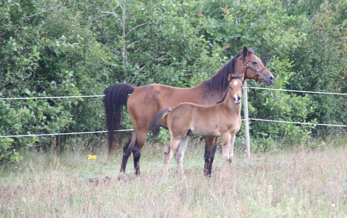 Arabisk fuldblod (OX) Majona By Marahepa billede 11
