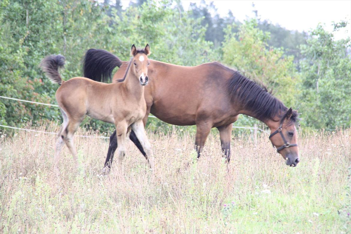Arabisk fuldblod (OX) Majona By Marahepa billede 13