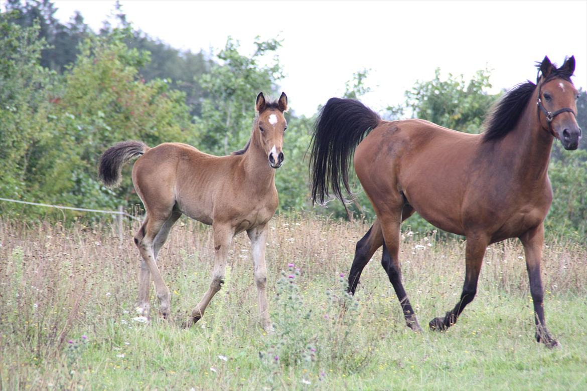 Arabisk fuldblod (OX) Majona By Marahepa billede 14