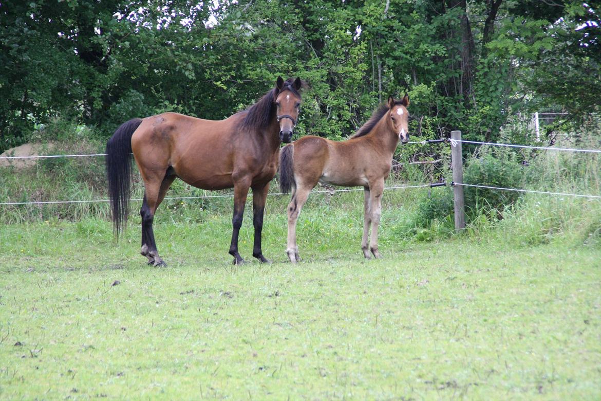 Arabisk fuldblod (OX) Majona By Marahepa billede 16