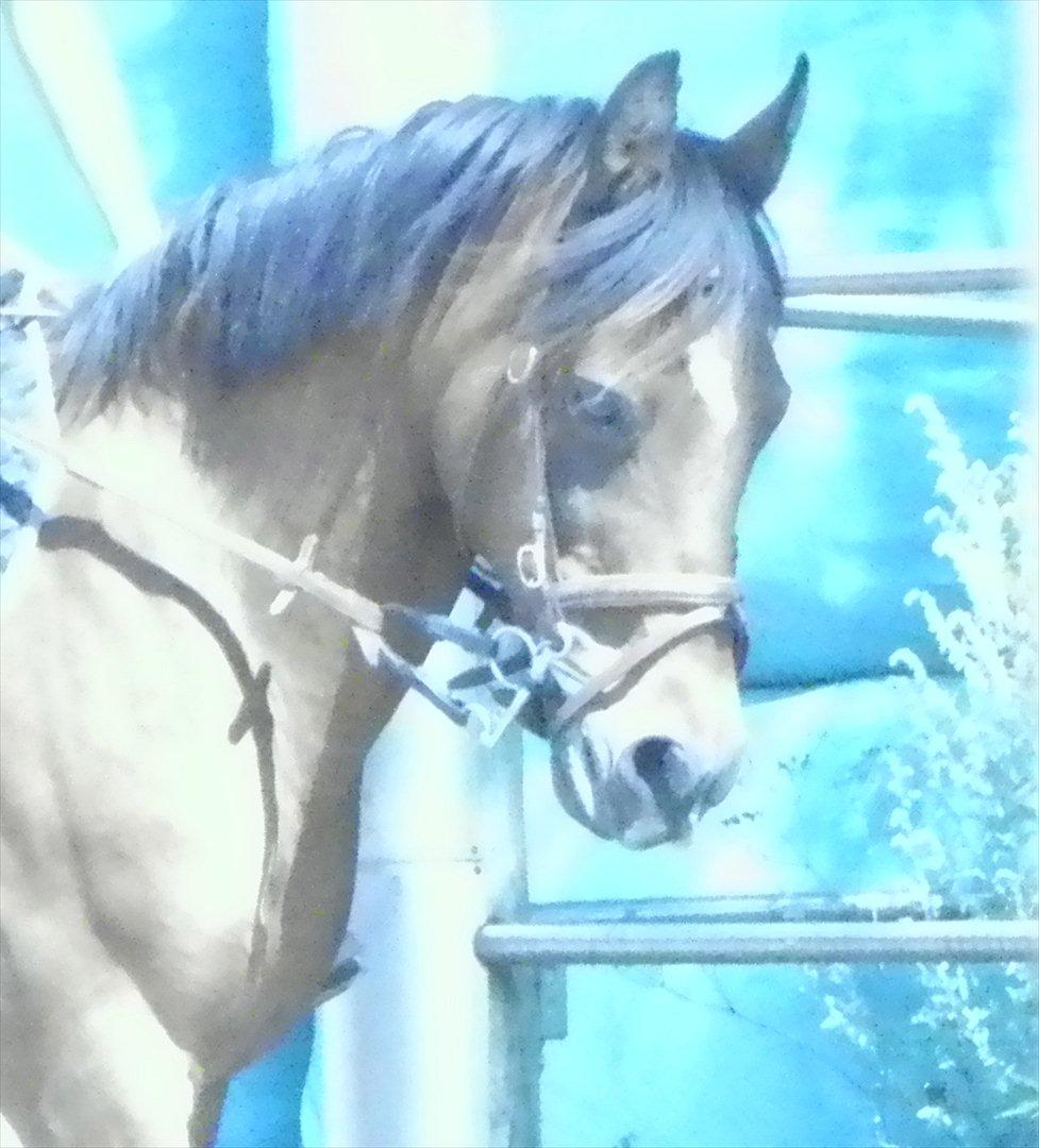 Anden særlig race Milan  - Du ved aldrig hvordan fremtiden vil være, men med dig lever jeg i nuet! billede 15