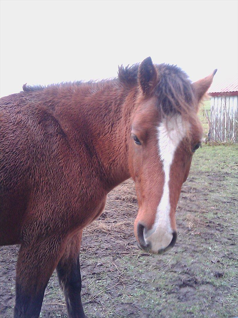 New Forest Odbjergs Elstar [SOLGT] - Hej med dig!:-*. billede 9