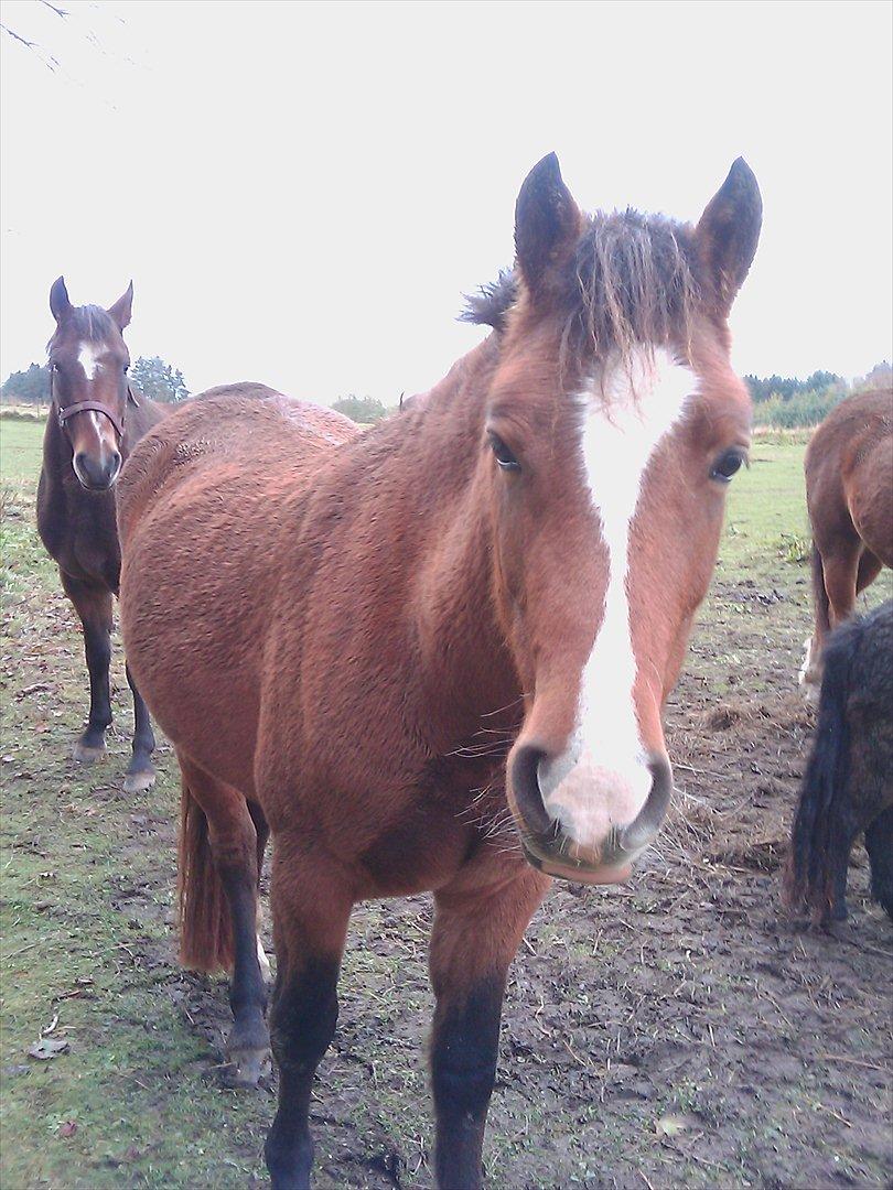 New Forest Odbjergs Elstar [SOLGT] - Odbjergs Diadem i baggrunden:-). billede 10