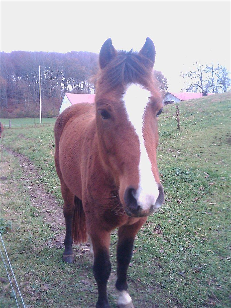 New Forest Odbjergs Elstar [SOLGT] - Nue, se så sød hun er!
 billede 11