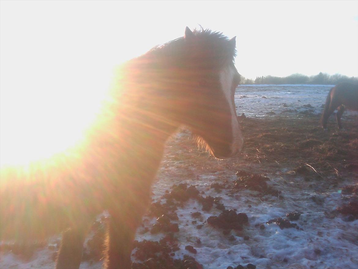 New Forest Odbjergs Elstar [SOLGT] - Elstar en vintermorgen, med solopgangen i baggrunden.

- Lig gerne en kommentar og evt. en bedømmelse! Tak fordi i kiggede hendes profil:-). billede 12