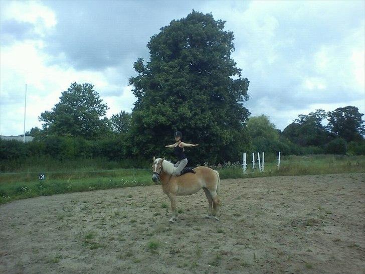 Haflinger Boline Bendroff - Foto: L Larsen. :-) billede 8