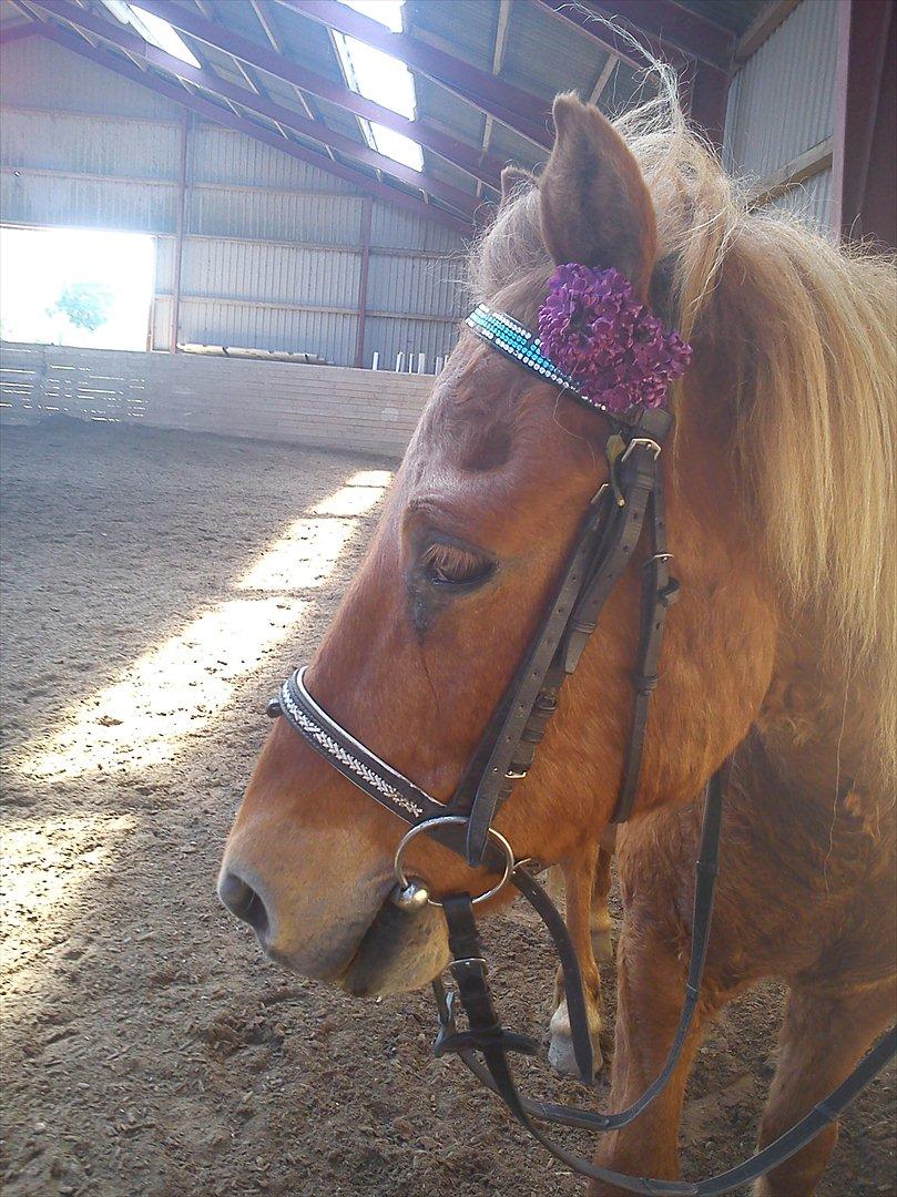 Islænder Eldur - ¤ delle ¤ - 16¤Skønheden med en lille blomst i håret<3!

Foto: Emilie billede 13