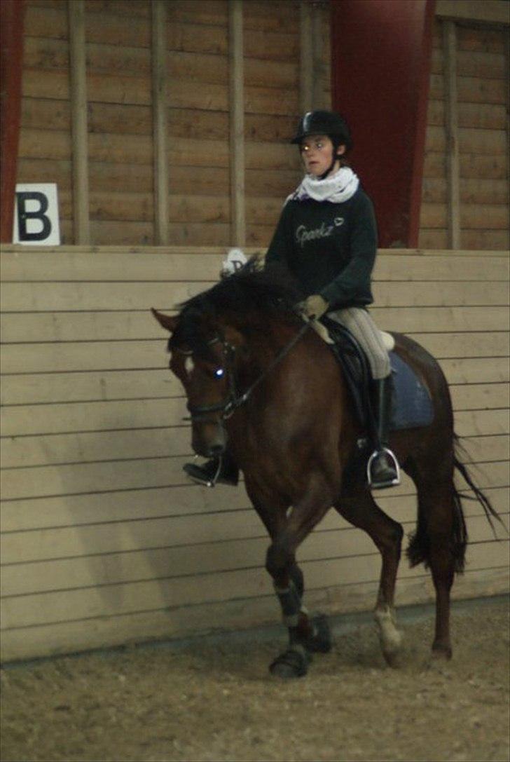 Dansk Varmblod Enghavegaards Drusa  billede 5