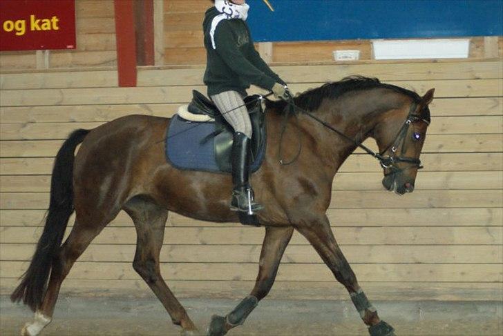 Dansk Varmblod Enghavegaards Drusa  billede 6