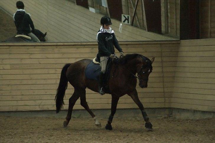 Dansk Varmblod Enghavegaards Drusa  billede 7