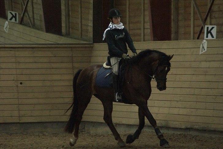 Dansk Varmblod Enghavegaards Drusa  billede 8