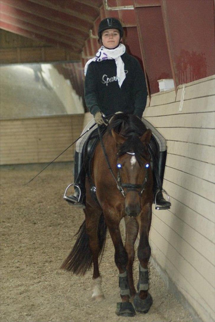 Dansk Varmblod Enghavegaards Drusa  billede 9