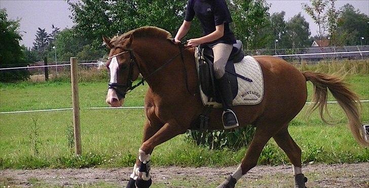 Hollandsk Sportspony Jupeter *SOLGT* - Undervisning hos Katrine Foto: LHJ billede 16