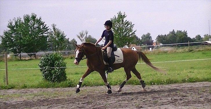 Hollandsk Sportspony Jupeter *SOLGT* - Undervisning hos Katrine Foto: LHJ billede 9