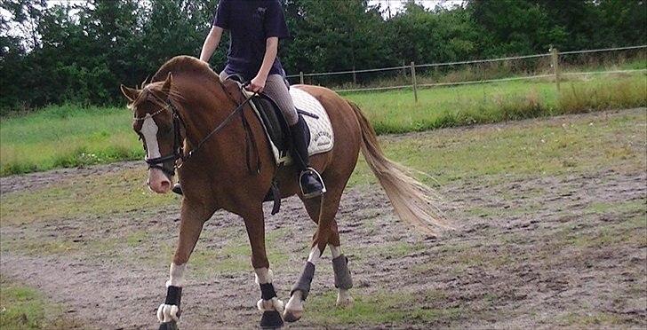 Hollandsk Sportspony Jupeter *SOLGT* - Undervisning hos Katrine Foto: LHJ billede 17