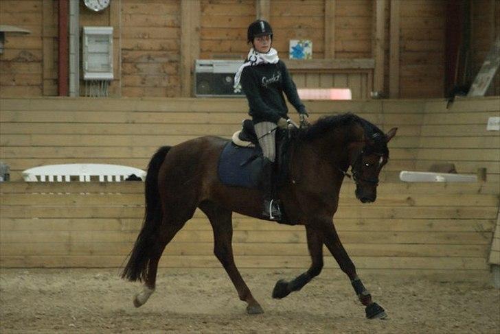 Dansk Varmblod Enghavegaards Drusa  billede 1