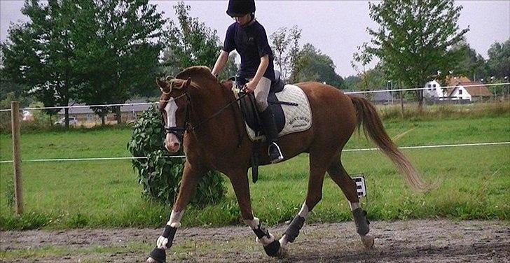 Hollandsk Sportspony Jupeter *SOLGT* - Undervisning hos Katrine  LHJ Foto billede 2