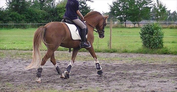 Hollandsk Sportspony Jupeter *SOLGT* - Undervisning hos Katrine Foto: LHJ billede 18