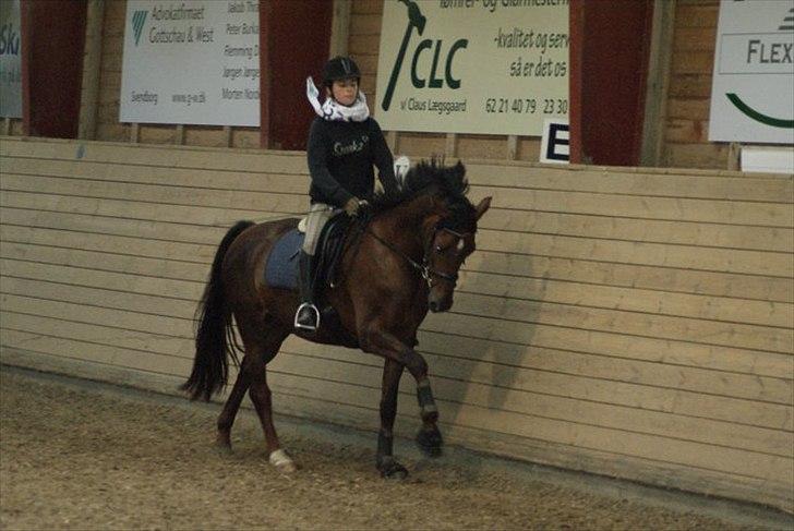 Dansk Varmblod Enghavegaards Drusa  billede 10