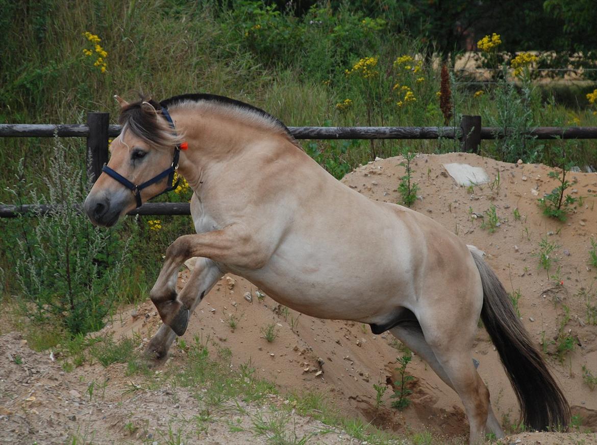 Fjordhest Dyrendals Dusty *Solgt* - D. 21.07.11 billede 4
