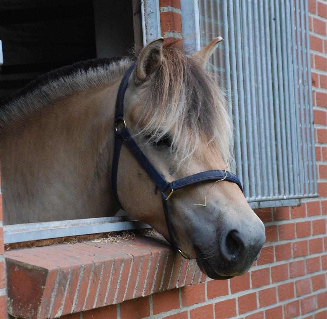 Fjordhest Dyrendals Dusty *Solgt* - D. 21.07.11 billede 12