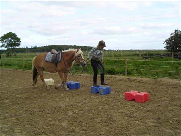 Tyroler Haflinger Skovbjergs Madame - Madame og mig til sommerlejr :) hvor vi prøvede ponygames. Nej hvor tog hun det pænt. Skønne hest. Savner hende sku. billede 20