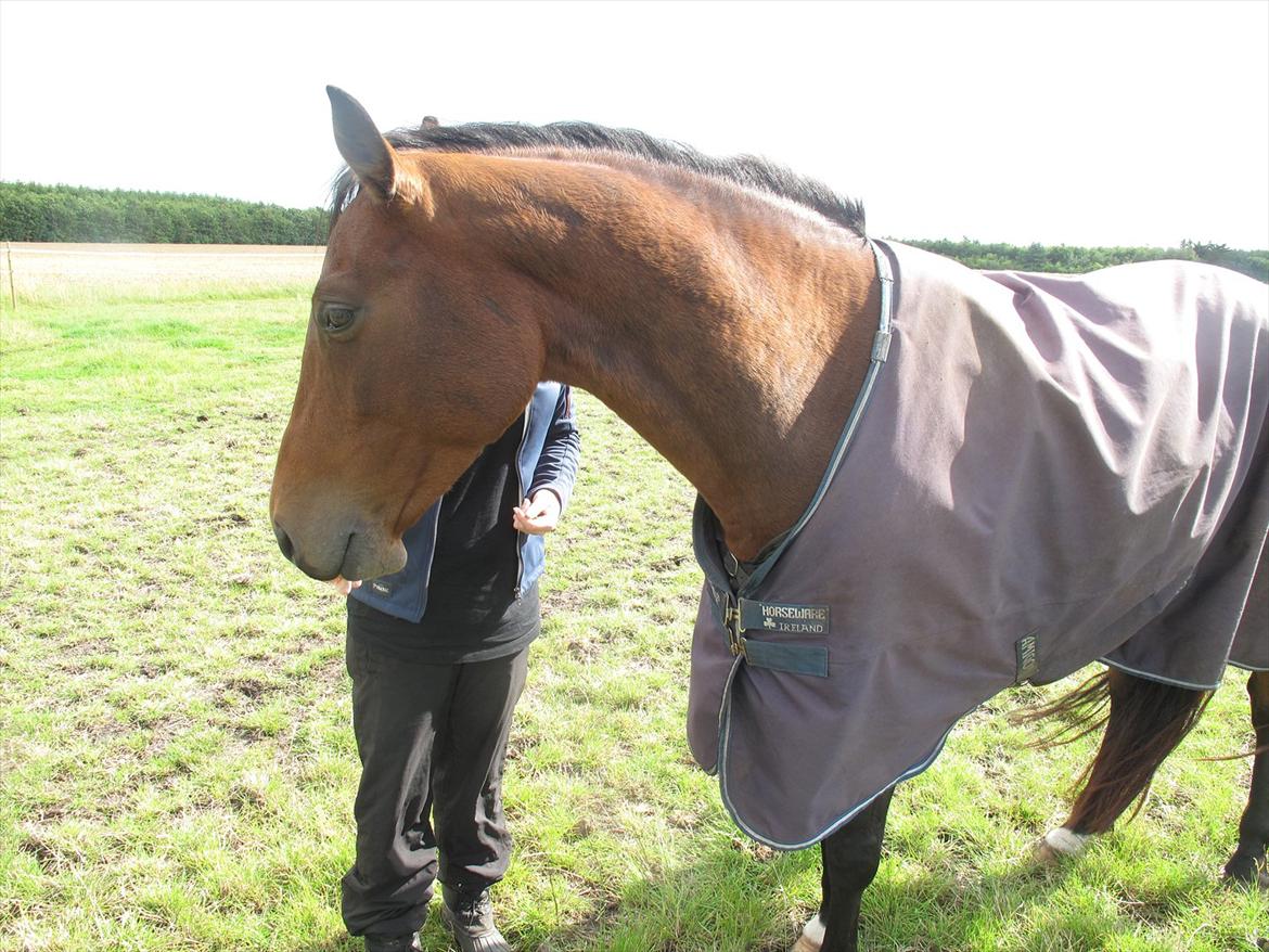 Dansk Varmblod Luciel (Tidl. Låne Hest) billede 4