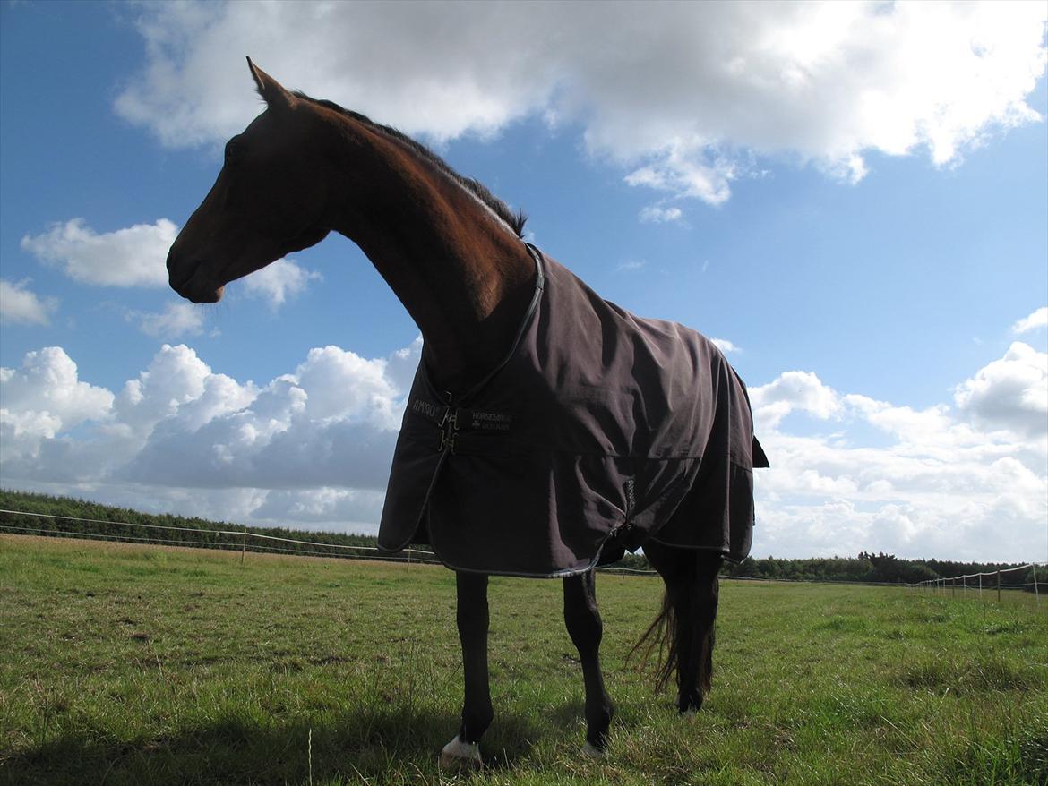 Dansk Varmblod Luciel (Tidl. Låne Hest) billede 5