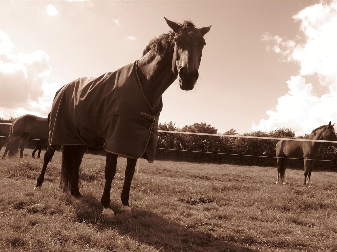 Dansk Varmblod Luciel (Tidl. Låne Hest) billede 6