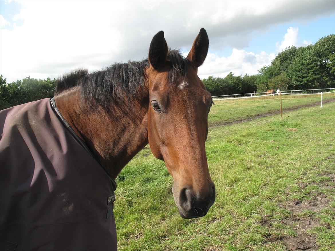 Dansk Varmblod Luciel (Tidl. Låne Hest) billede 7