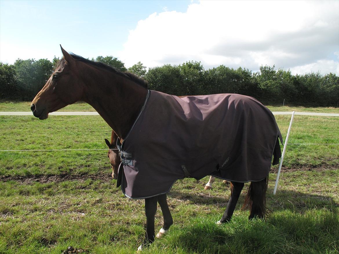 Dansk Varmblod Luciel (Tidl. Låne Hest) billede 11