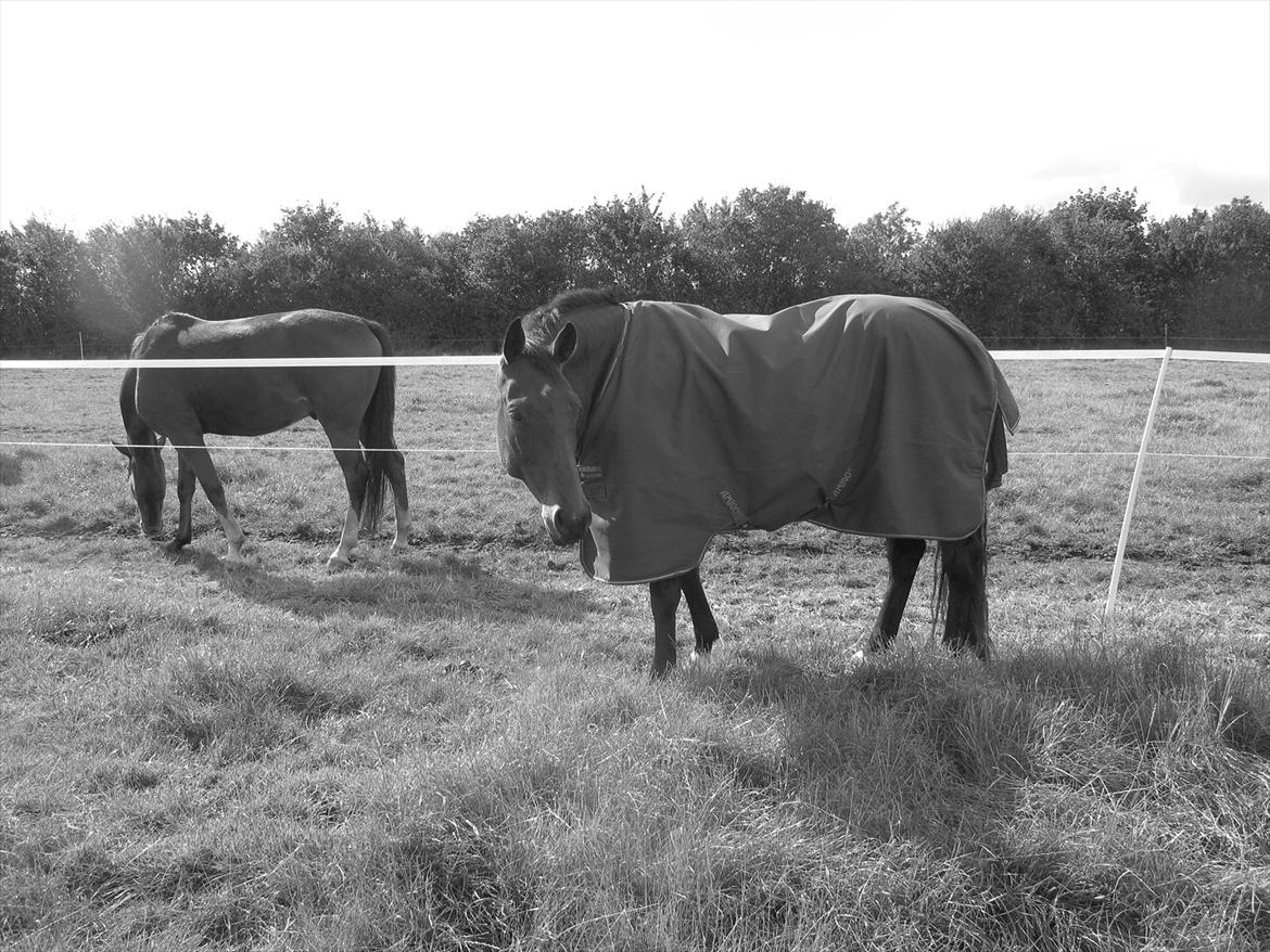 Dansk Varmblod Luciel (Tidl. Låne Hest) billede 12
