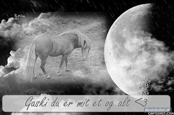 Islænder .:Gaski Fra Stokbro:. .:Perlen: *Mors* - 


foto: Piplaluk O.T billede 8